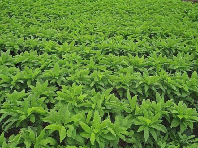 The Timeless Allure of Chinese Green Tea: History, Varieties, and the Art of Appreciation