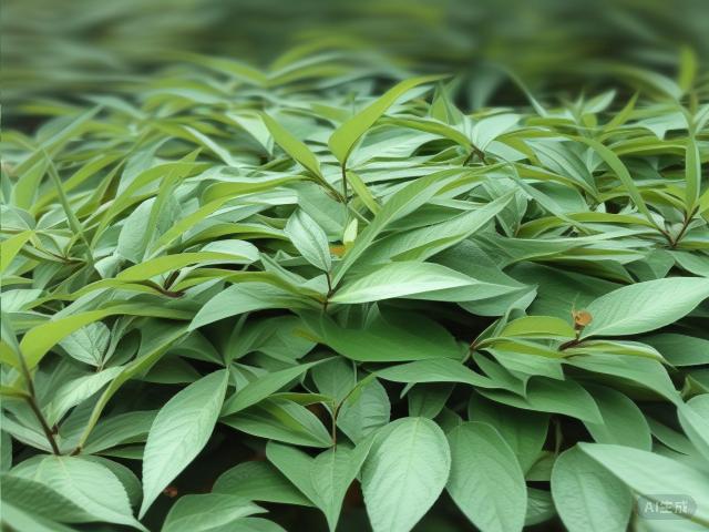 The Essence of White Tea: A Journey through History, Varieties, Craftsmanship, and Appreciation