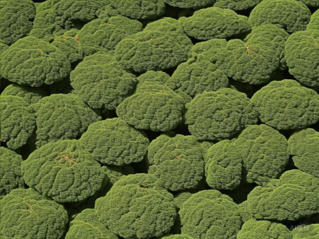 The Art and Legacy of Chinese Green Tea