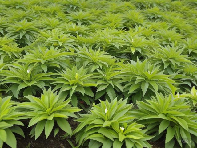 The Art and History of Chinese Green Tea