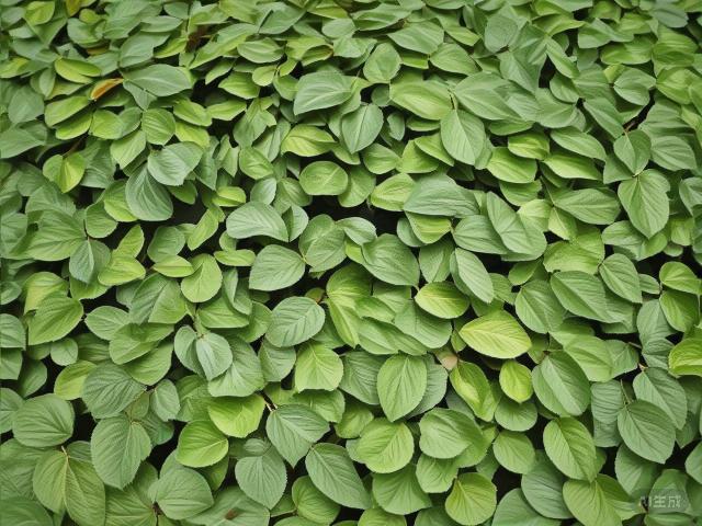 The Golden Elixir: An In-Depth Exploration of Keemun Black Tea