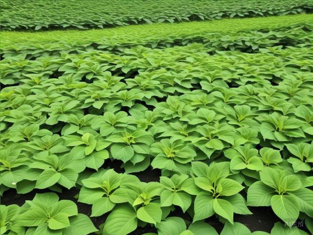 The Essence of Chinese Green Tea: A Journey Through History, Variety, Craftsmanship, and Appreciation