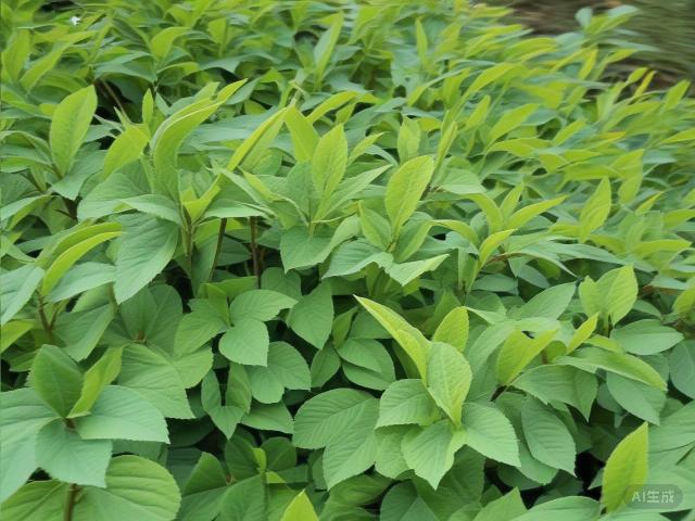 The Art and Legacy of Chinese Green Tea