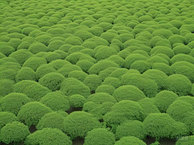 The Art and Legacy of Keemun Black Tea