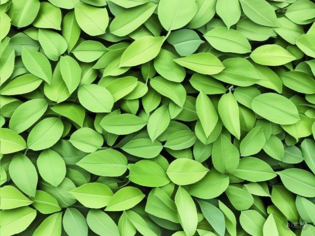 The Essence of Chinese Green Tea: A Journey Through History, Variety, and Craftsmanship