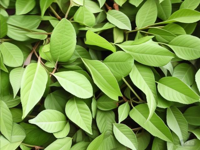 The Delicate Art of White Tea: A Journey Through History, Varieties, Craftsmanship, and Appreciation