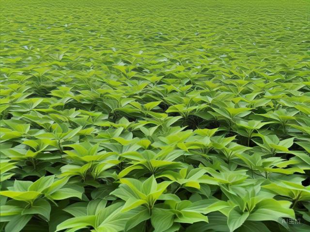 The Essence of Chinese Green Tea: A Journey Through History, Varieties, Craftsmanship, and Appreciation