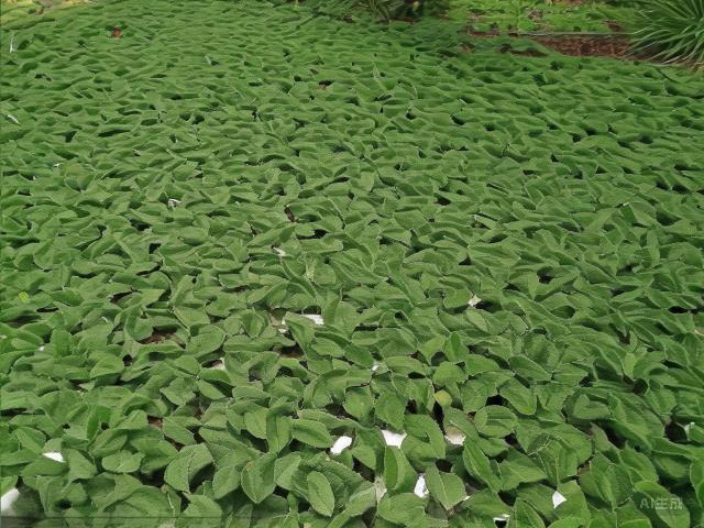 The Essence of Simplicity: Exploring the World of Chinese White Tea