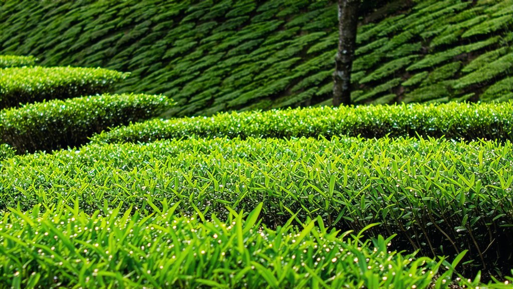 White Tea