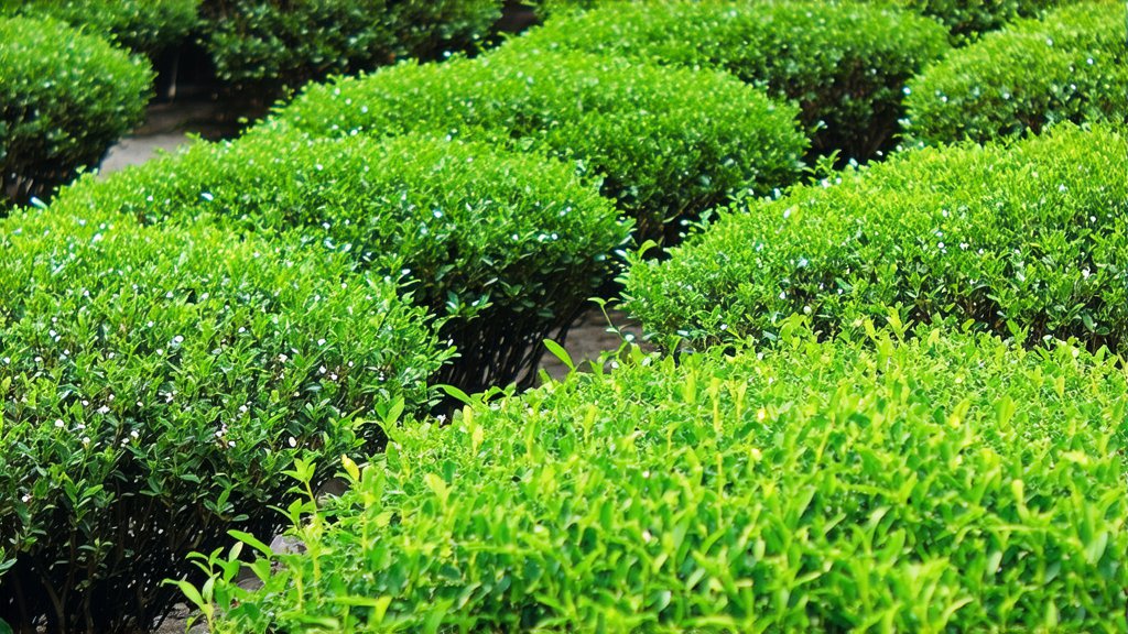White Tea