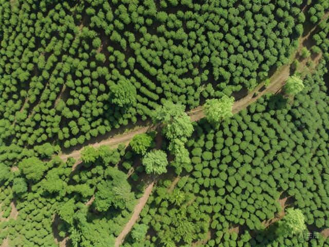 "The Art and Legacy of Tieguanyin: A Journey into China's Anxi Wuyi Mountain Tea"