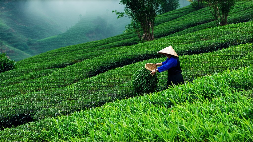 Black Tea