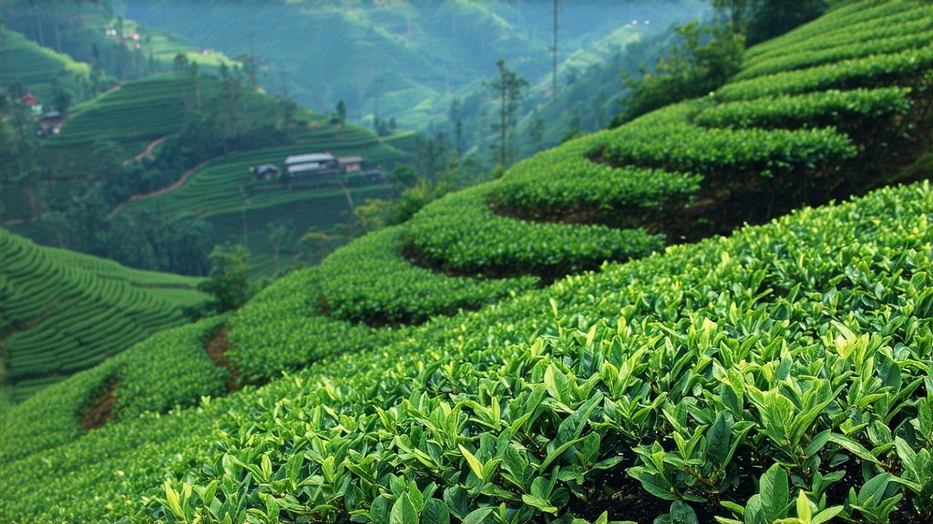 White Tea
