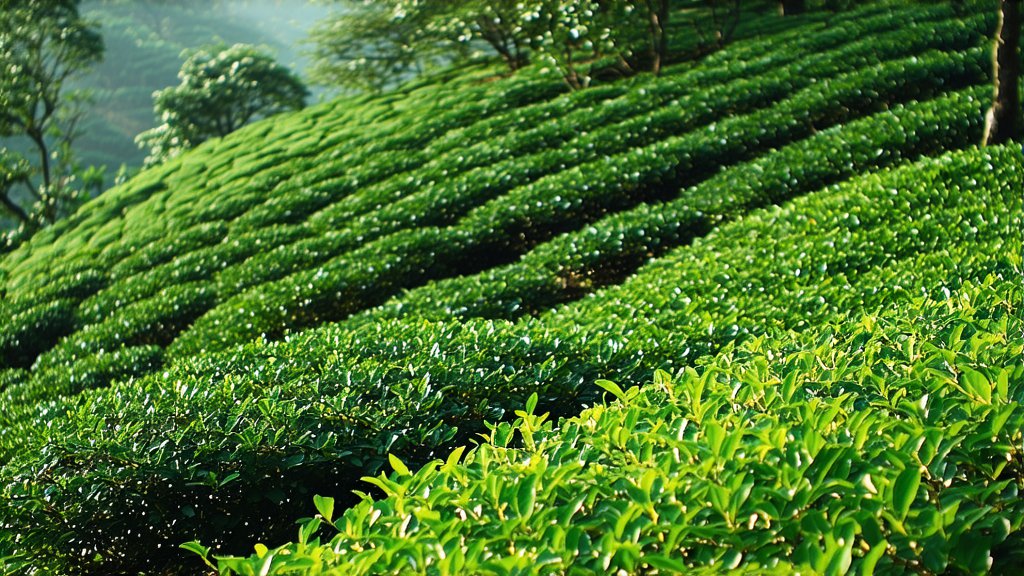 Green Tea
