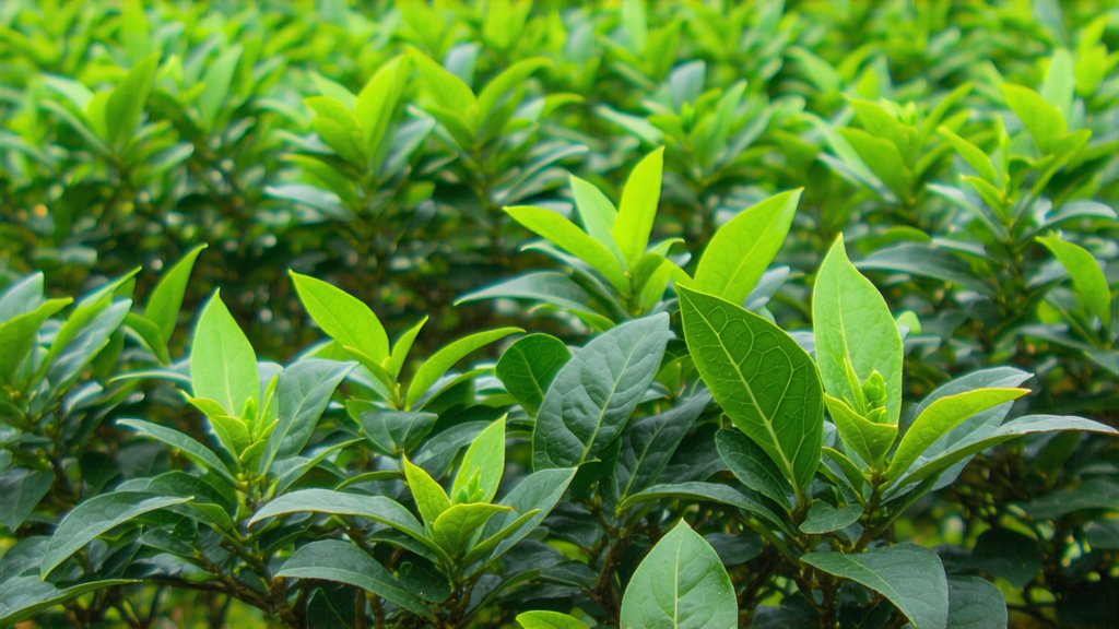 Green Tea