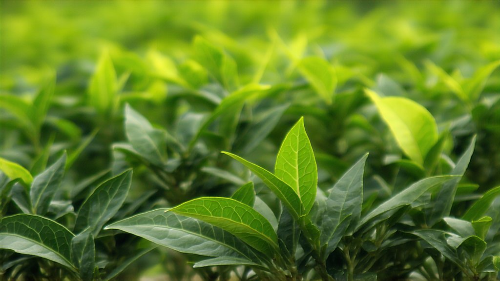 White Tea