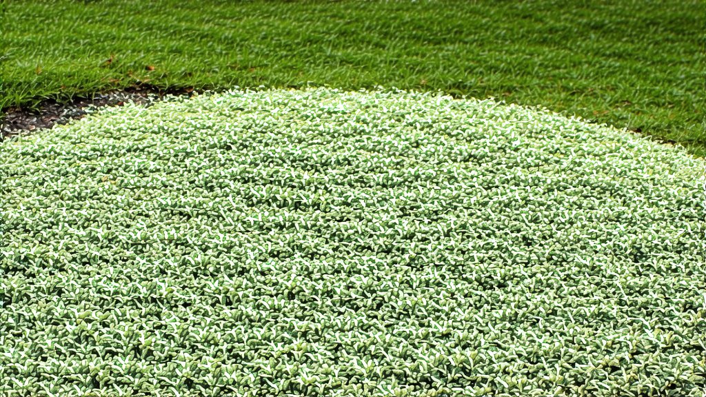White Tea
