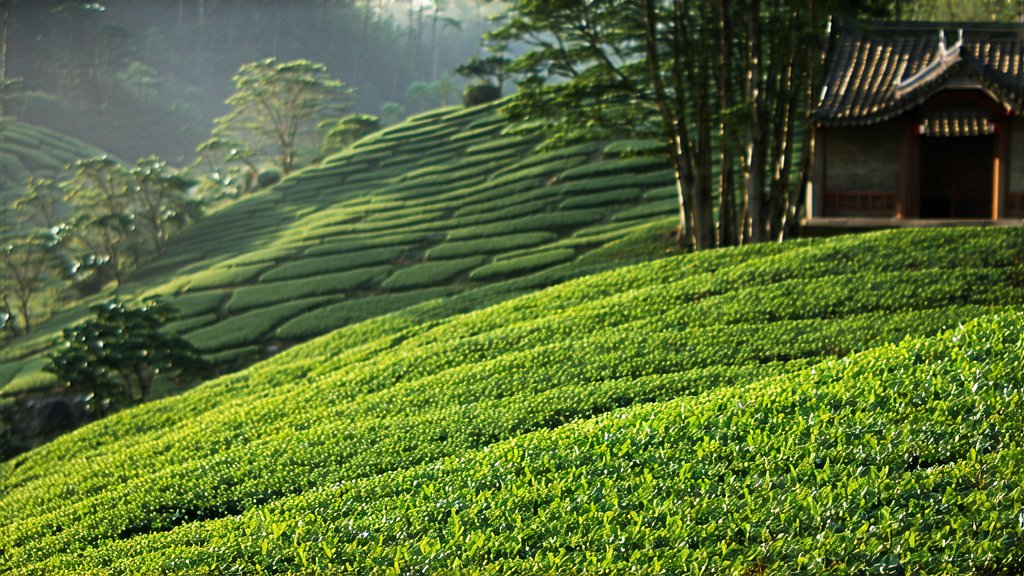 Black Tea