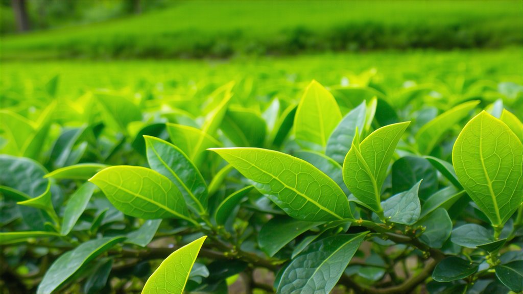 Yellow Tea