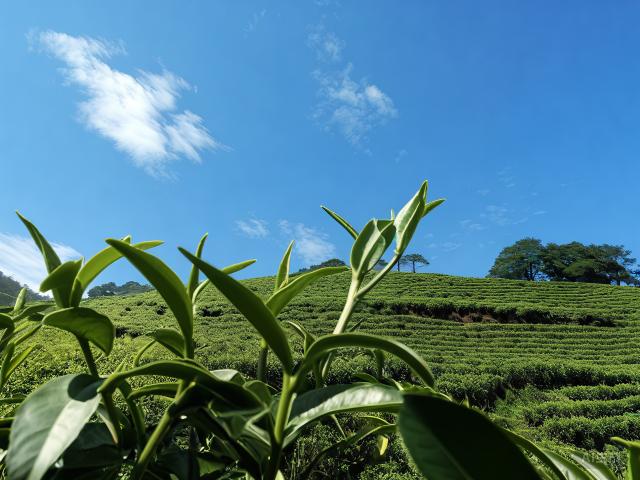 The Enchanting World of Longjing Tea: A Glimpse into China's Green Tea Heritage