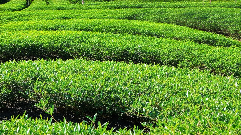 Oolong Tea