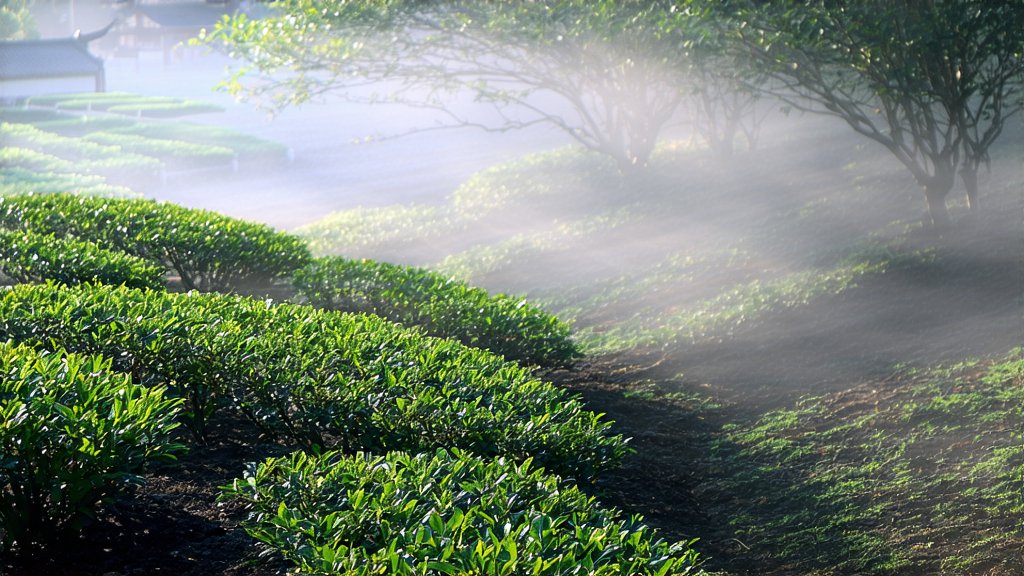 Oolong Tea