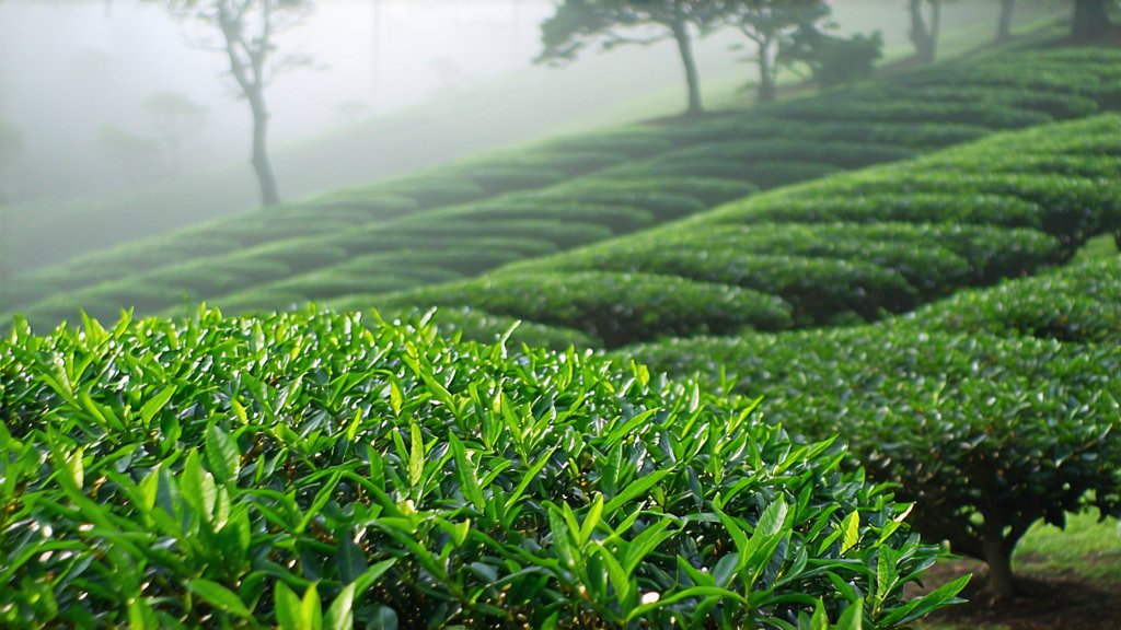 Black Tea