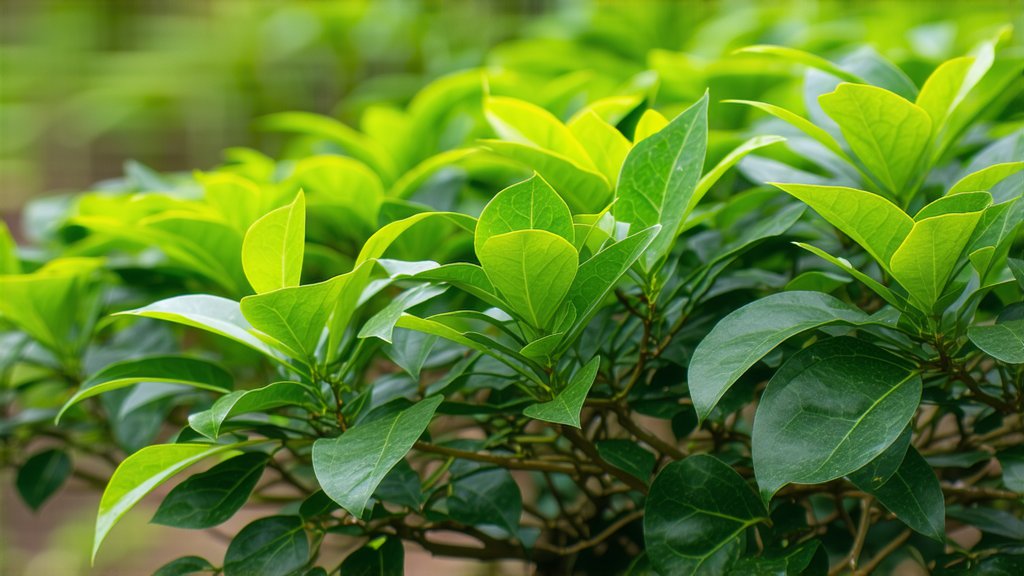 Yellow Tea