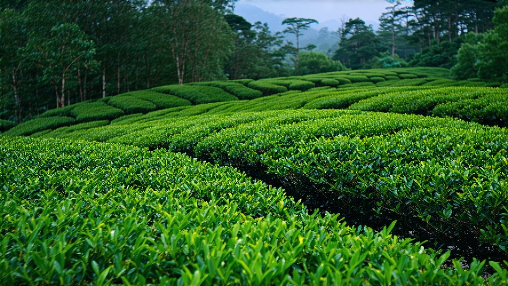 Black Tea
