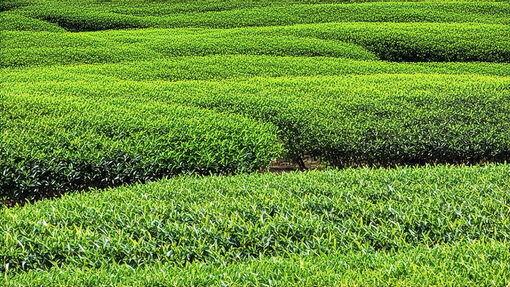 Oolong Tea