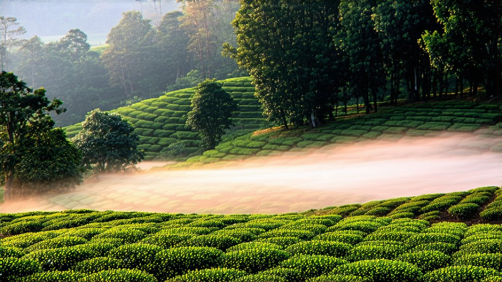 Green Tea