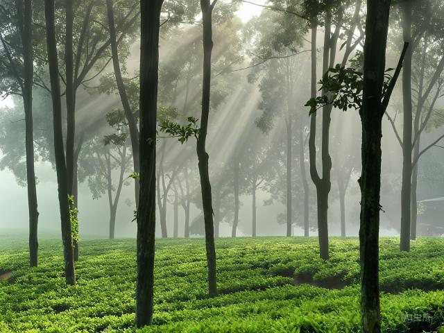 The Timeless Allure of Longjing Tea: China's Green Elixir