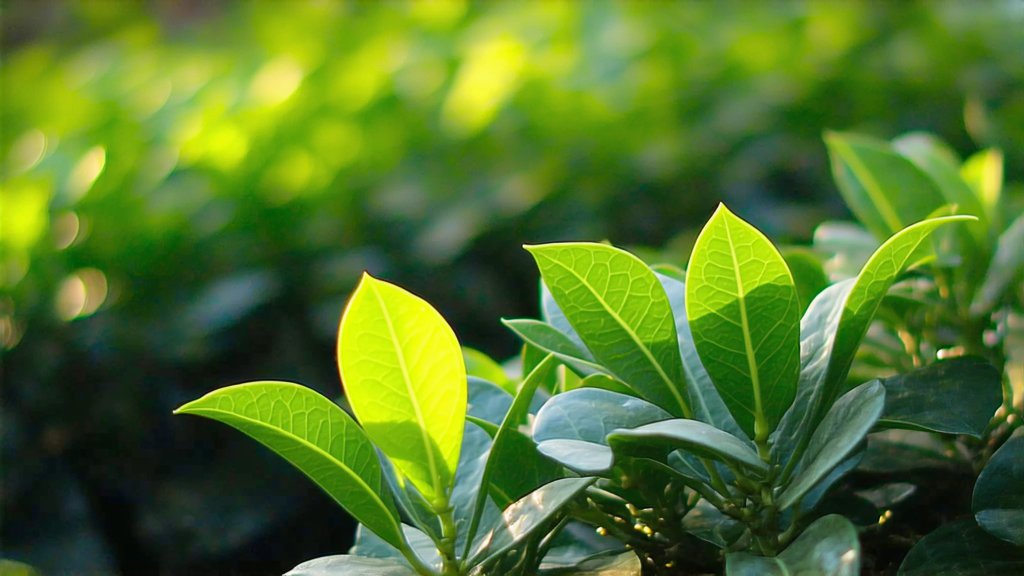 White Tea