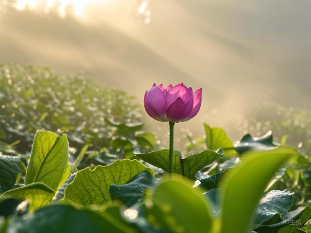 The Golden Secret: Unveiling the Charm of Junshan Yinzhen, China's Prized Yellow Tea