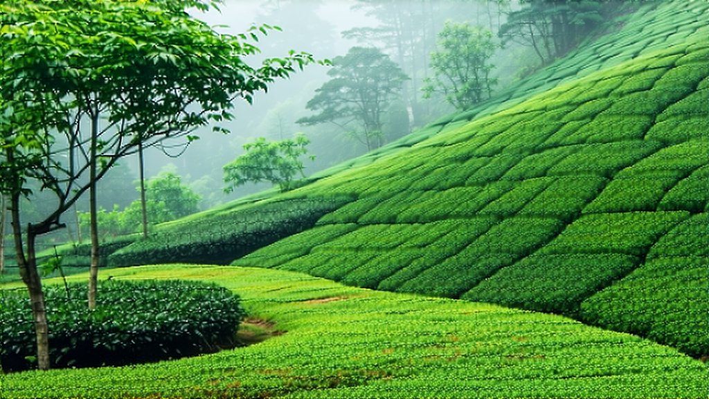 Green Tea