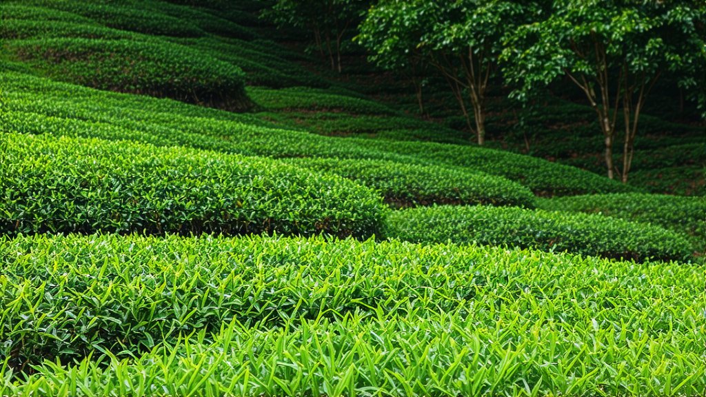 Green Tea