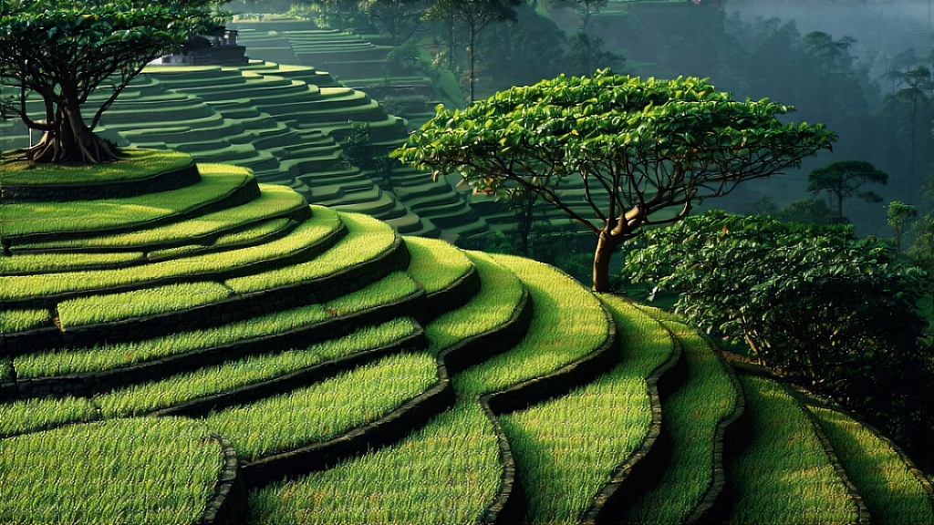 Oolong Tea