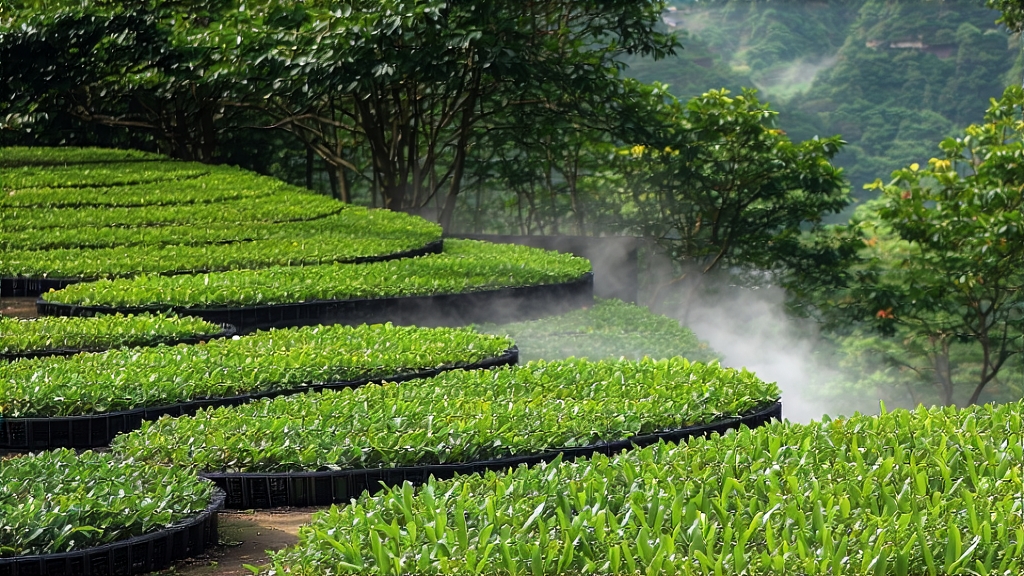 Oolong Tea