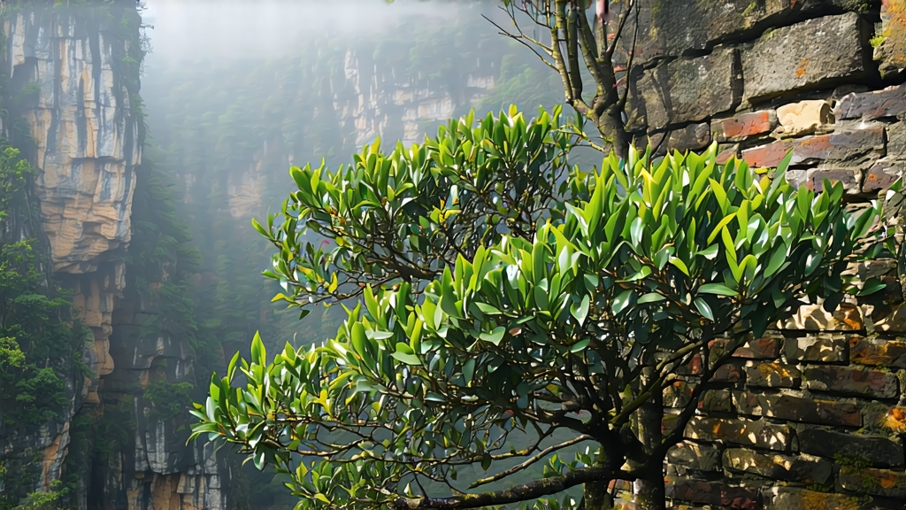 Oolong Tea