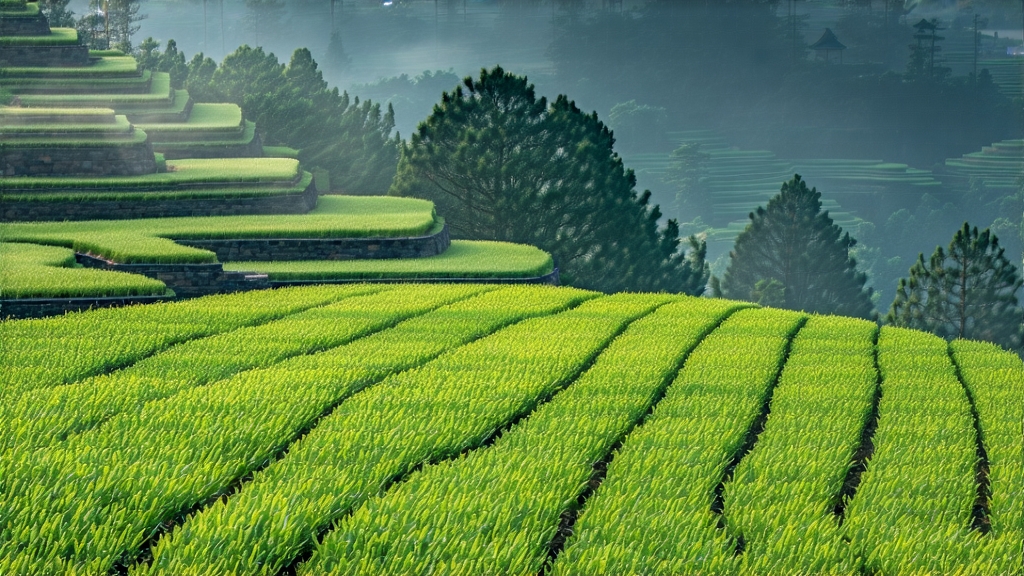 Yellow Tea